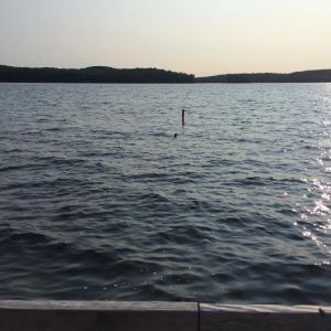 My loon buddy on the 4th of July. He looks relaxed.